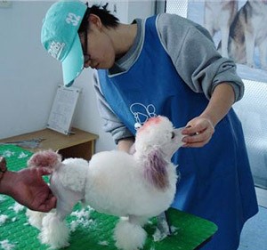 韓國首爾犬類協(xié)會(huì)美容師來我院交流